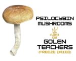 PSILOCYBIN MUSHROOMS <br> GOLDEN TEACHERS (FREEZE DRIED)