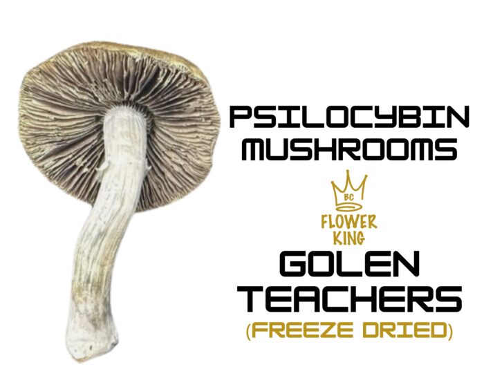 PSILOCYBIN MUSHROOMS <br> GOLDEN TEACHERS (FREEZE DRIED) - Image 2