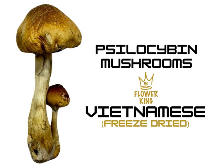PSILOCYBIN MUSHROOMS <br> VIETNAMESE (FREEZE DRIED) - Image 1