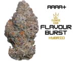 AAAA+ <br> Flavour Burst <br> Hybrid