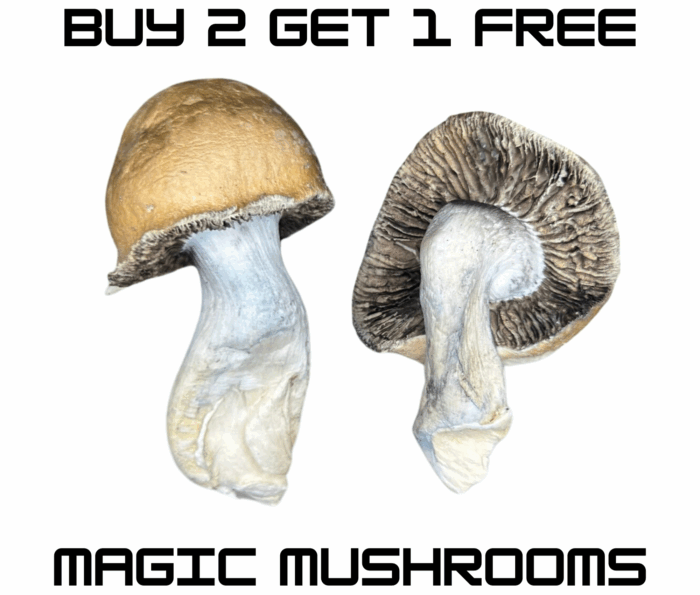 Buy 2 Get 1 Free  <br> Magic Mushrooms (3.5 grams) <br> * NO LIMIT * - Image 1