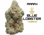 AAAA+ <br> BLUE LOBSTER <br> HYBRID