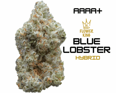 AAAA+ <br> BLUE LOBSTER <br> HYBRID