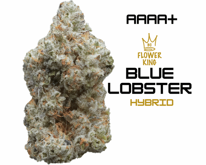AAAA+ <br> BLUE LOBSTER <br> HYBRID - Image 1