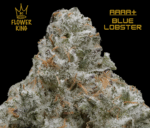 AAAA+ <br> BLUE LOBSTER <br> HYBRID - Image 2