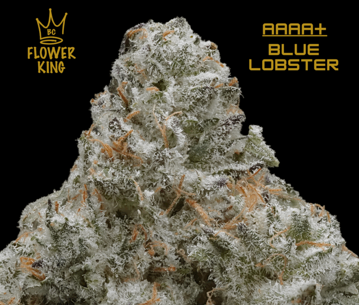 AAAA+ <br> BLUE LOBSTER <br> HYBRID - Image 2