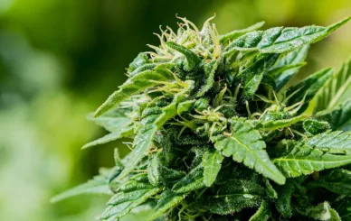 Top BC cannabis flower strains featured in the 2026 strain guide.