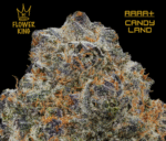 AAAA+ <br> CANDY LAND <br> SATIVA - Image 2